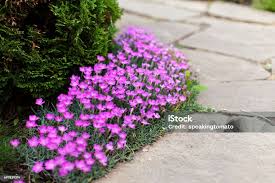 Attēlu rezultāti vaicājumam “Dianthus deltoides flower”