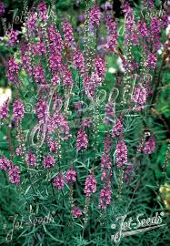 Image result for Linaria purpurea