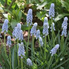 Attēlu rezultāti vaicājumam “Muscari neglectum”