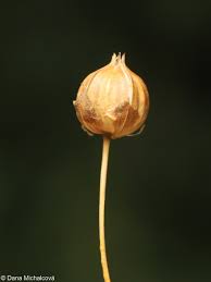 Attēlu rezultāti vaicājumam “Linum usitatissimum bud”