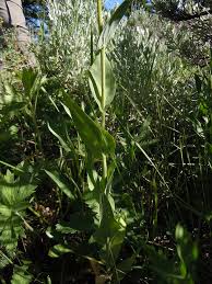 Attēlu rezultāti vaicājumam “Arabis glabra”