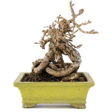 Image result for parthenocissus bonsai