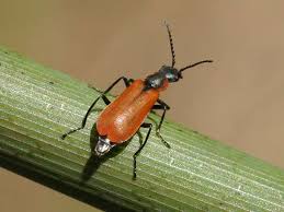 Attēlu rezultāti vaicājumam “Anthocomus rufus”