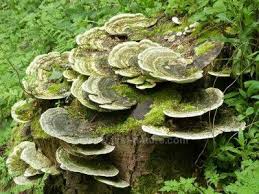 Attēlu rezultāti vaicājumam “Trametes gibbosa”