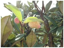 Attēlu rezultāti vaicājumam “Exobasidiales”