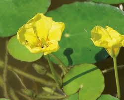 Image result for Seekanne