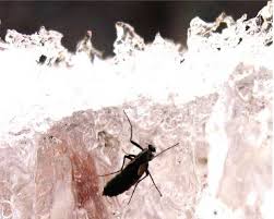 Attēlu rezultāti vaicājumam “Chironomidae imago”