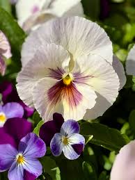 Image result for Viola x wittrockiana `Hiemalis`