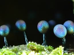 Attēlu rezultāti vaicājumam “Diderma montanum var. album spores”