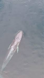 Image result for Balaenoptera omurai