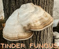 Attēlu rezultāti vaicājumam “Fomes fomentarius”