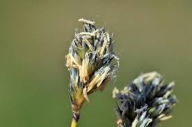 Attēlu rezultāti vaicājumam “Sesleria caerulea bud”