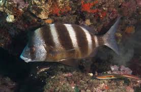 Image result for Diplodus cervinus