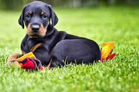 Afbeeldingsresultaat voor honden