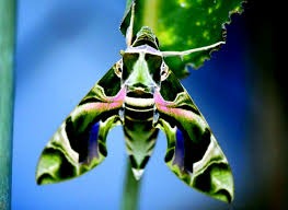 Image result for hawk moth