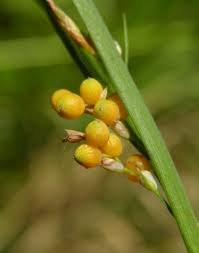Attēlu rezultāti vaicājumam “Carex arenaria  fruit”