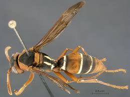 Attēlu rezultāti vaicājumam “Polistes”