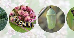 Image result for monarch caterpillar