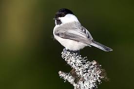 Image result for Poecile montana