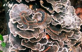 Attēlu rezultāti vaicājumam “Trametes versicolor”