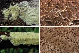 Attēlu rezultāti vaicājumam “Junghuhnia collabens”