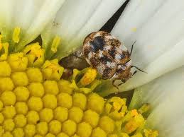 Attēlu rezultāti vaicājumam “Anthrenus sp.”