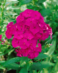 Image result for Phlox (großblumig)