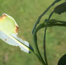 Attēlu rezultāti vaicājumam “Pontania proxima”