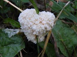 Attēlu rezultāti vaicājumam “Fuligo cinerea”