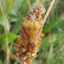 Attēlu rezultāti vaicājumam “Carpocoris sp. nymph”