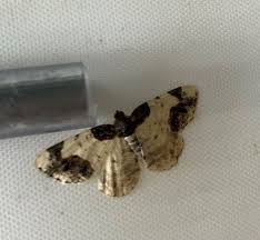 Attēlu rezultāti vaicājumam “Ligdia adustata”