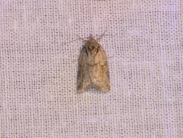 Attēlu rezultāti vaicājumam “Nycteola degenerana”