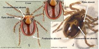 Attēlu rezultāti vaicājumam “Ixodes male”