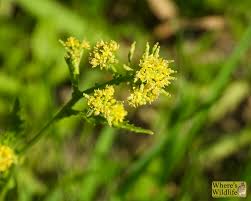 Attēlu rezultāti vaicājumam “Rorippa palustris flower”