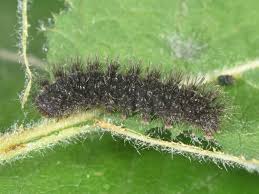 Attēlu rezultāti vaicājumam “Cybosia mesomella”