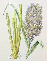 Attēlu rezultāti vaicājumam “Phragmites communis flower”