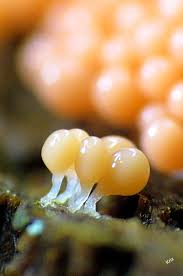 Attēlu rezultāti vaicājumam “Craterium leucocephalum macro”