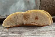 Attēlu rezultāti vaicājumam “Gloeophyllum trabeum”