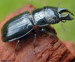 Attēlu rezultāti vaicājumam “Ceruchus chrysomelinus larva”