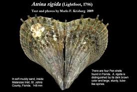 Attēlu rezultāti vaicājumam “Aloina rigida”