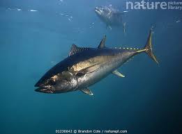 Image result for Thunnus maccoyii