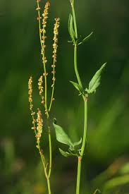 Attēlu rezultāti vaicājumam “Rumex acetosa”