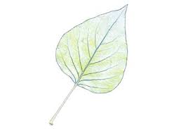 Attēlu rezultāti vaicājumam “Populus x petrowskyana”