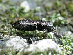 Attēlu rezultāti vaicājumam “Notiophilus palustris”