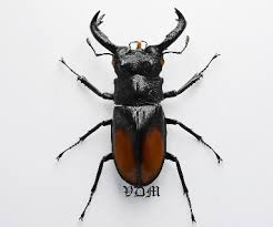 Attēlu rezultāti vaicājumam “Lucanidae”