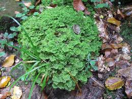 Attēlu rezultāti vaicājumam “Trichocolea tomentella”