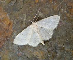 Attēlu rezultāti vaicājumam “Idaea biselata”