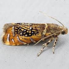 Attēlu rezultāti vaicājumam “Glyphipterigidae”