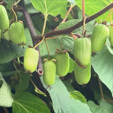Attēlu rezultāti vaicājumam “Actinidia kolomikta fruit”