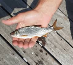 Image result for Rutilus rutilus